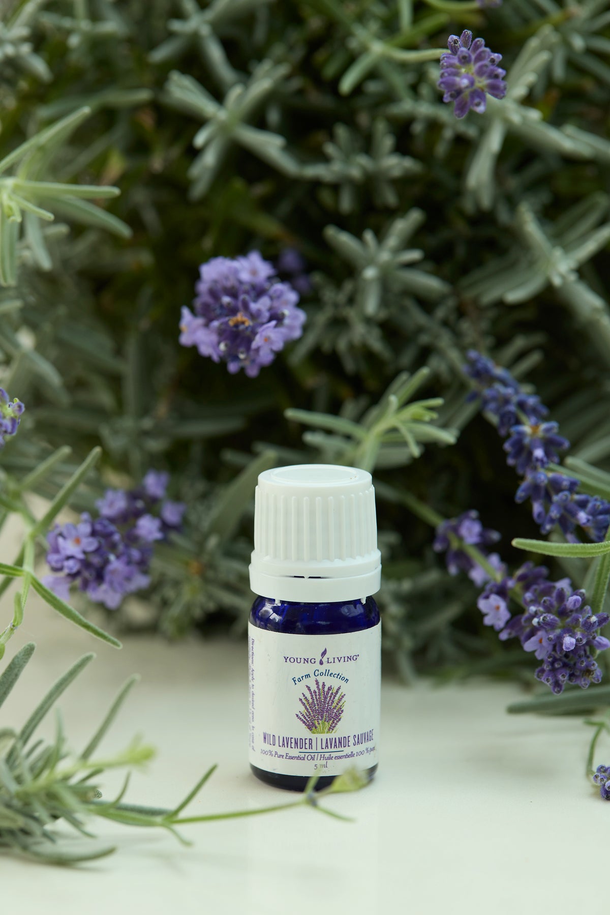 Wild Lavender Essential Oil