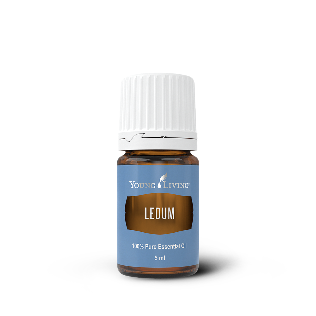 Ledum Essential Oil