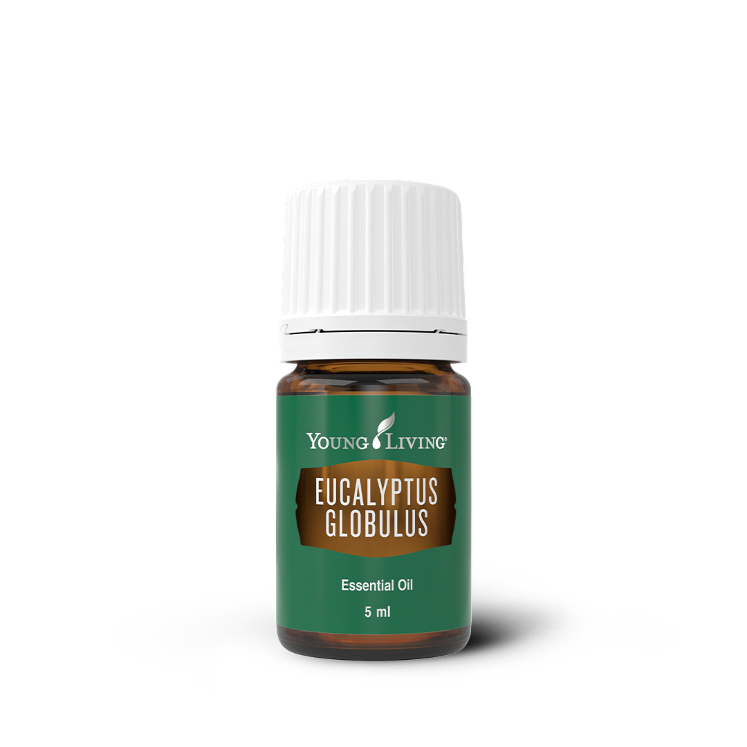Eucalyptus Globulus