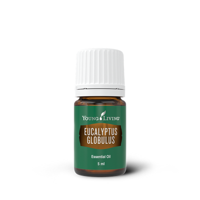 Eucalyptus Globulus